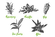 Set of 44 organic food objects, a Decorative Illustration by Akimo Mia (Thumbnail 9 of 10)
