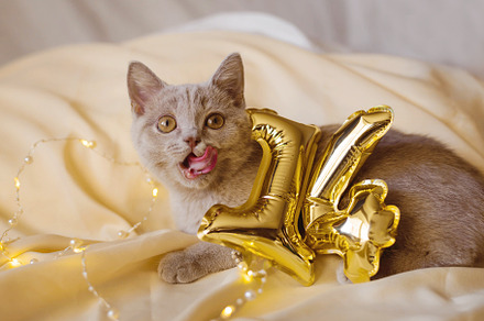 Funny grey British kitten is licking