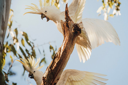 Sulphur-crested cockatoos