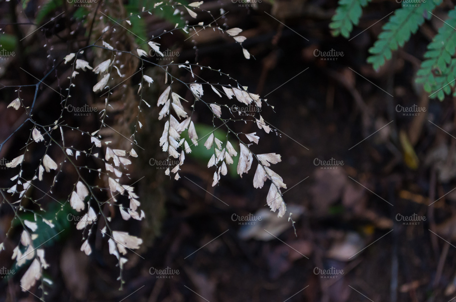 Dried fern stock photo containing fern and plant