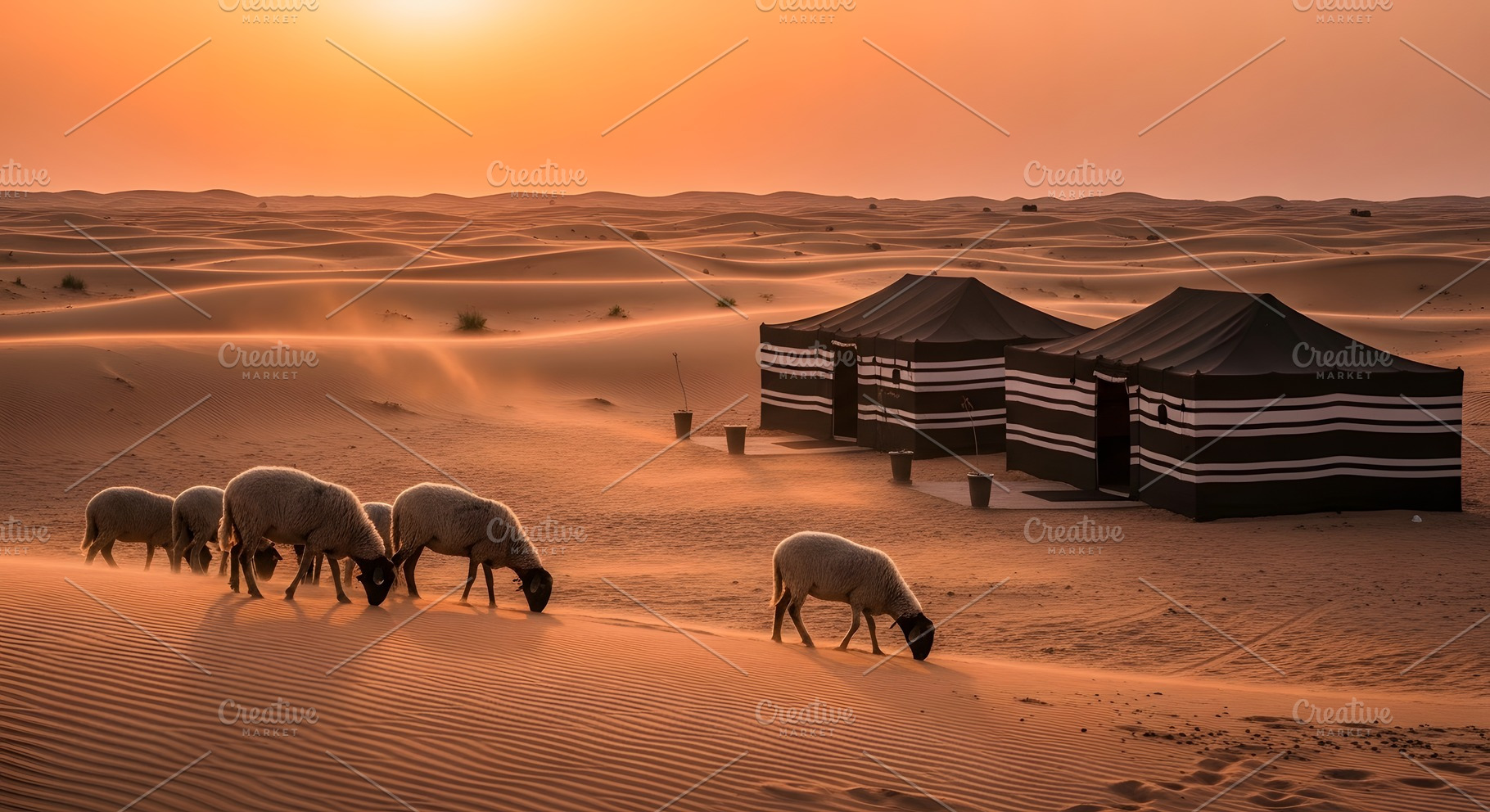 Sheep grazing in the desert tents, a Photo by zahidhossainalif