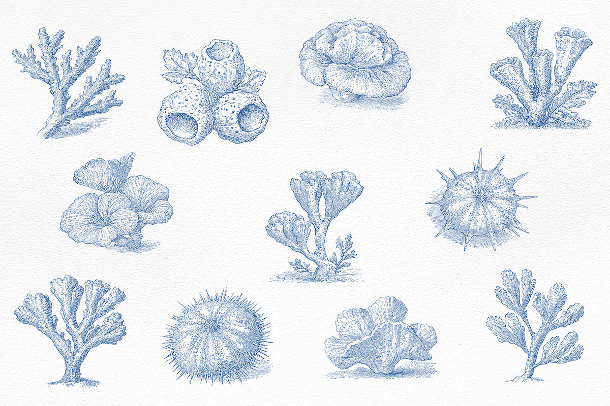 Vintage Marine Life Illustration Set, an Animal Illustration by NatalieArtShop (Photo 12 of 20)