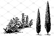 Olive cypress lavender engrave, an Object Illustration by MoreVector (Thumbnail 4 of 4)