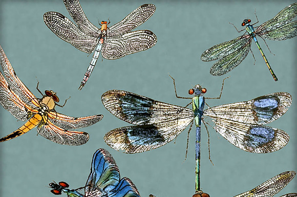 Vintage Dragonfly Digital Image Set preview 4