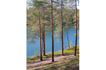 Lake with blue water in a pine