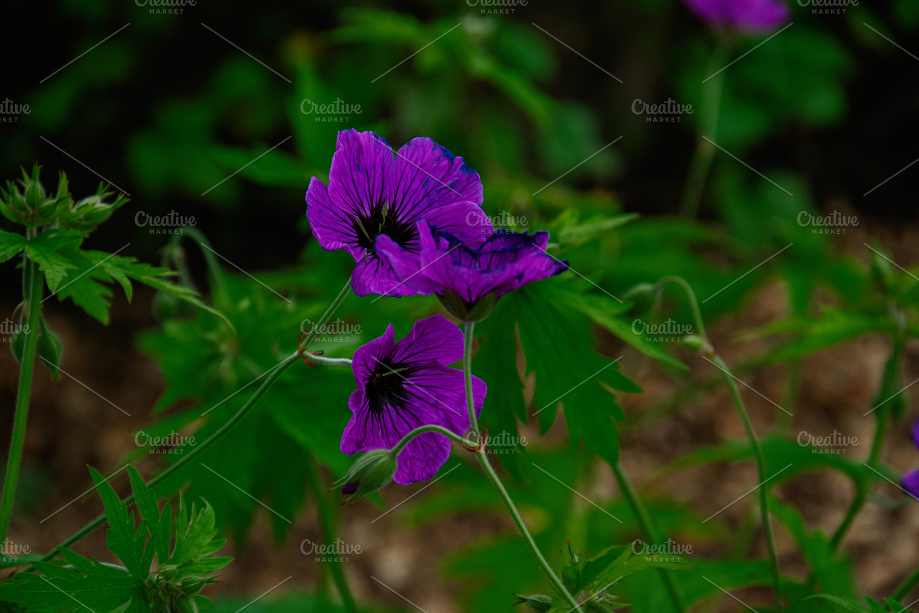 Vivid purple flowers in Reykjavik botanical setting surrounded by lush greenery, a Photo by AS photostudio