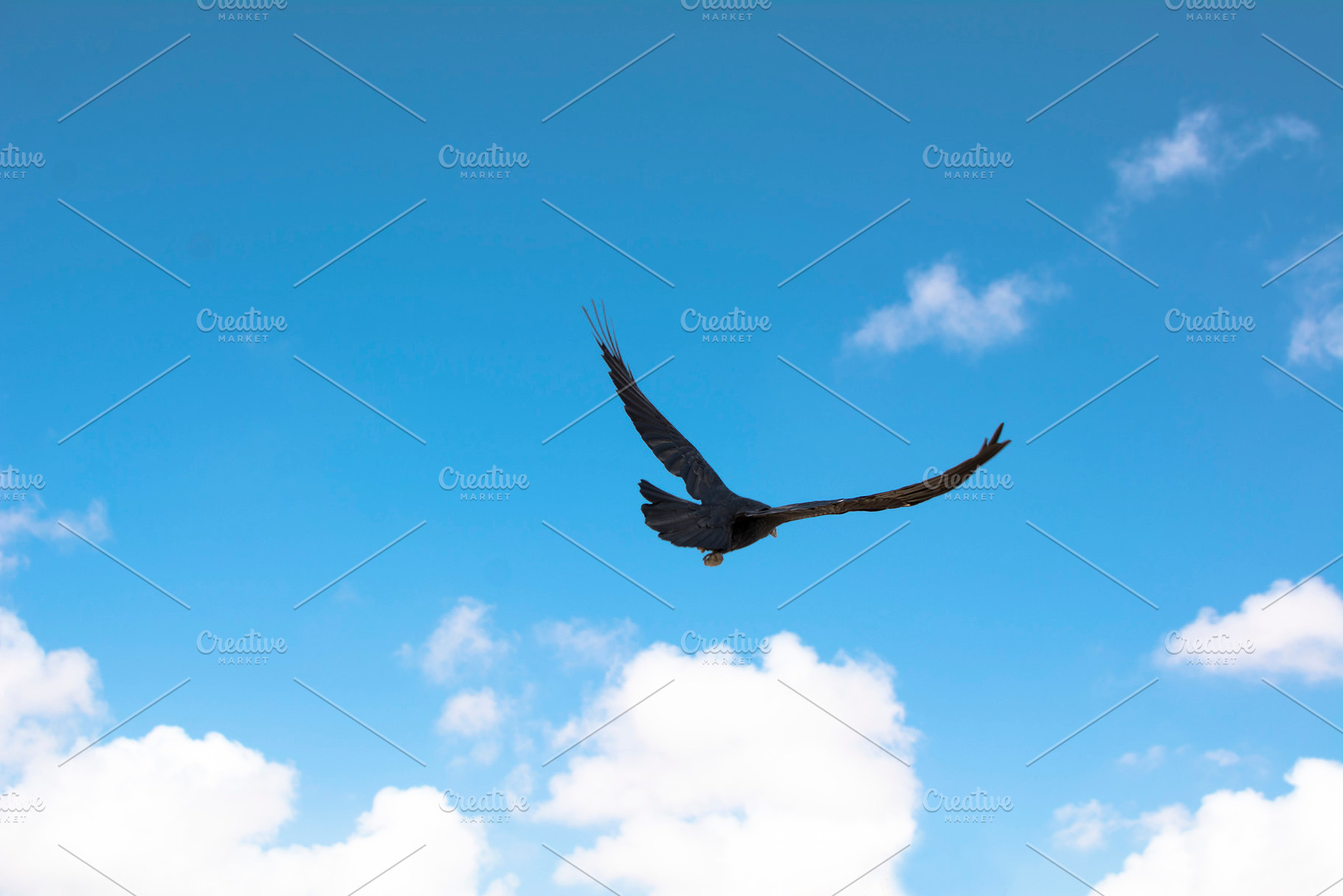Crow flying over blue sky containing bird, raven, and sky, an Animal Photo by RaquelVizcaíno