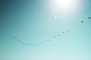 Migrating Birds in a Sunny Sky, an Animal Photo by kristiangallagher