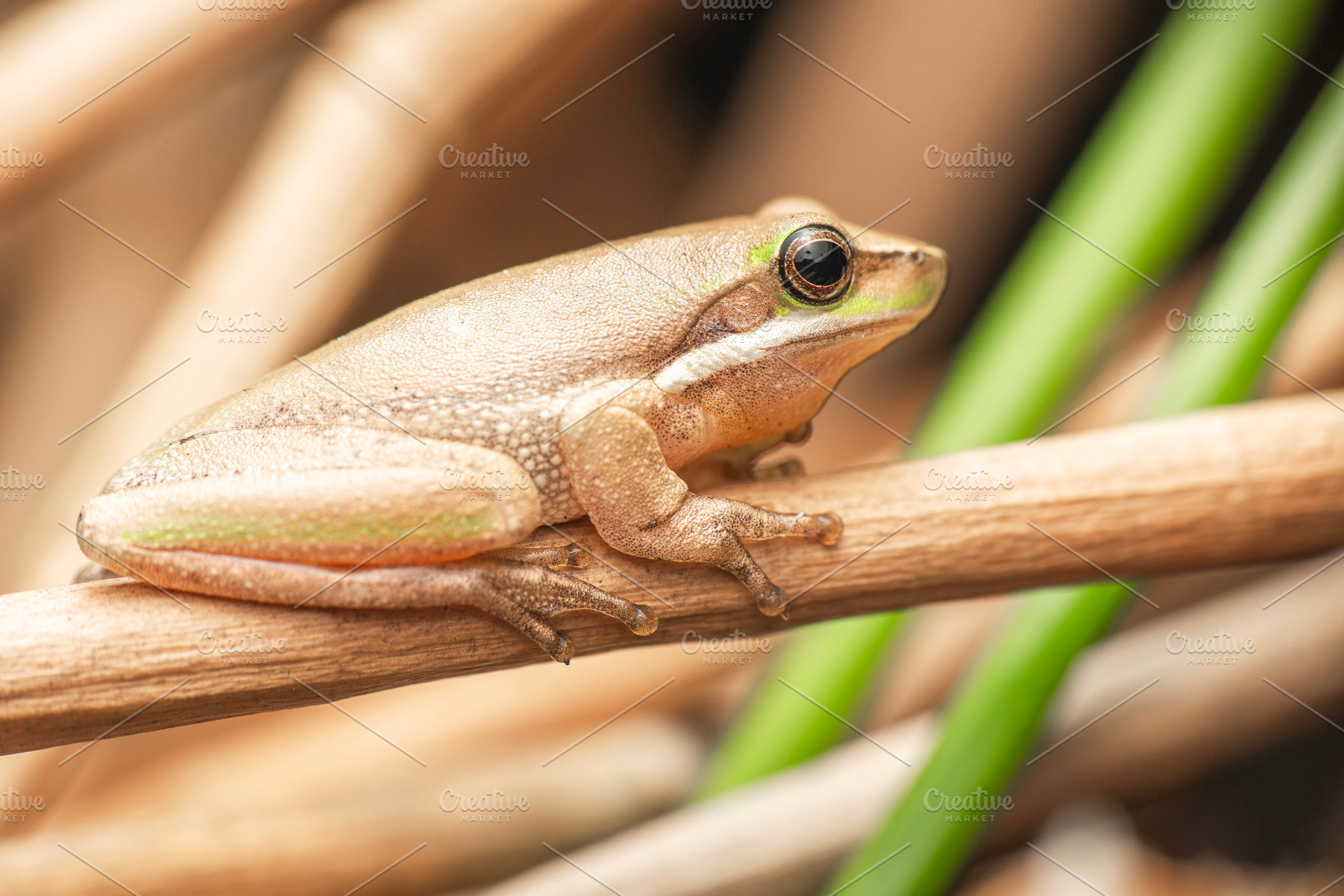 Eastern Dwarf Tree Frog, an Animal Photo by Rob D Animal Photography