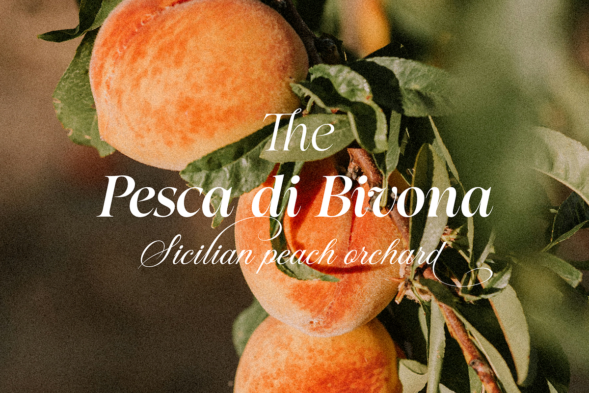 Tuscany Shade, a Serif Font by Larin Type Co. (Photo 9 of 20)