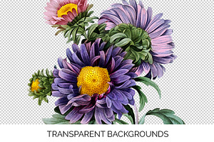 Flowers Aster Purple Clipart Vintage