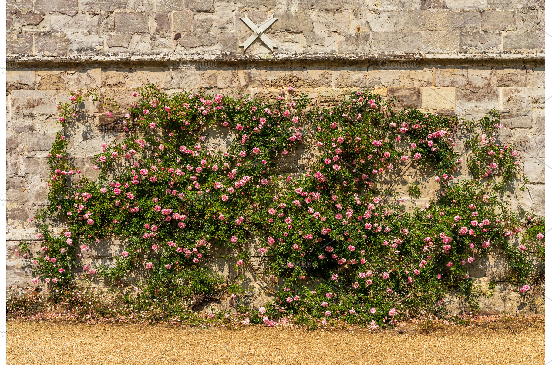 Climbing roses on an ancient stone, a Nature Photo by Backyard Stock