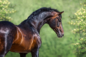 Portrait of bay horse