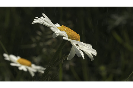 Close-up of beautiful daisy on, a Nature Photo by Media Whale Stock