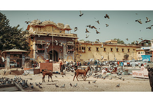 Jaipur, Rajasthan, India. Goats And, an Architecture Photo by Our Amazing World