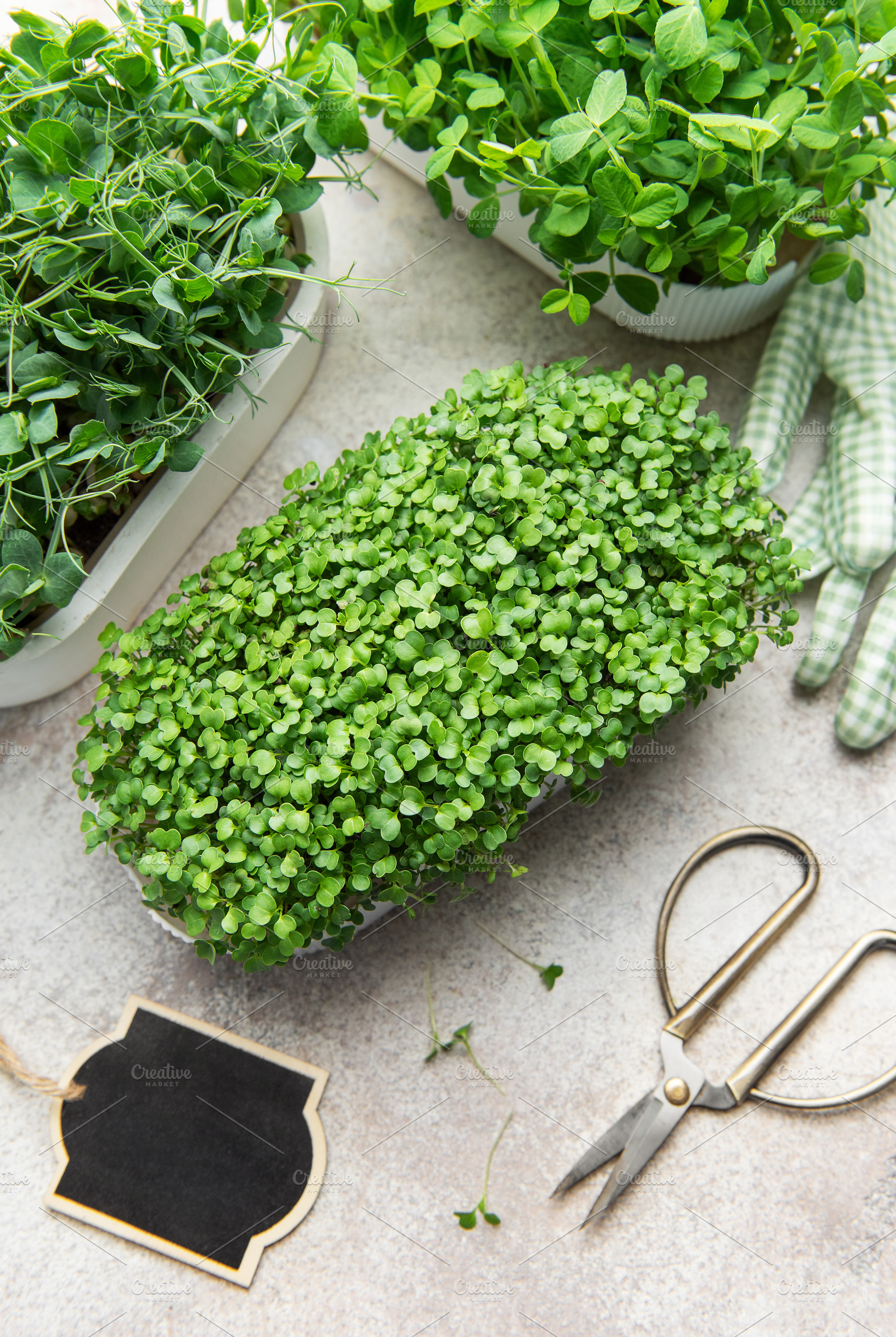 Growing microgreens with fresh pea shoots and mustard seedlings, a Food & Drink Photo by Olena Rudo