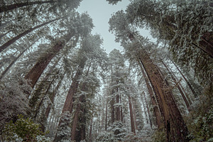 Snow in the redwood grove stock photo containing redwoods and forest