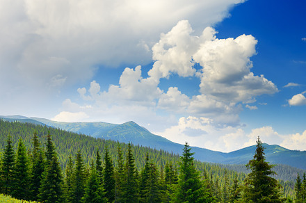 Beautiful pine trees on background high mountains., a Nature Photo by Serg64