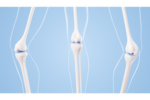 Healthy knee joint anatomy 3D models, a Healthcare Illustration by Marozhkastudio