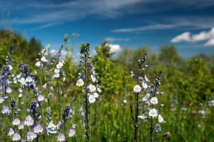 Field of blooming wildflowers, a Wallpaper Photo by Elena Vagengeim