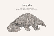 Pangolin Illustration - PNG, an Animal Illustration by LaurenFittonIllustration (Thumbnail 1 of 7)
