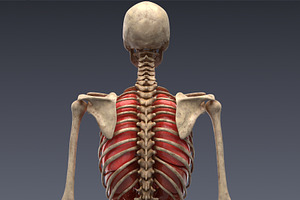 Animated Internal Organs, Skeleton