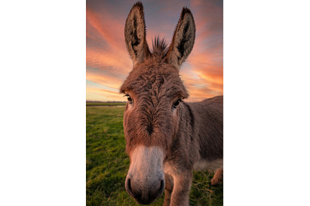 A Donkey Poses for the Camera at