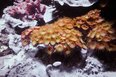 Sea anemones on a rock, an Animal Photo by GoodGoods