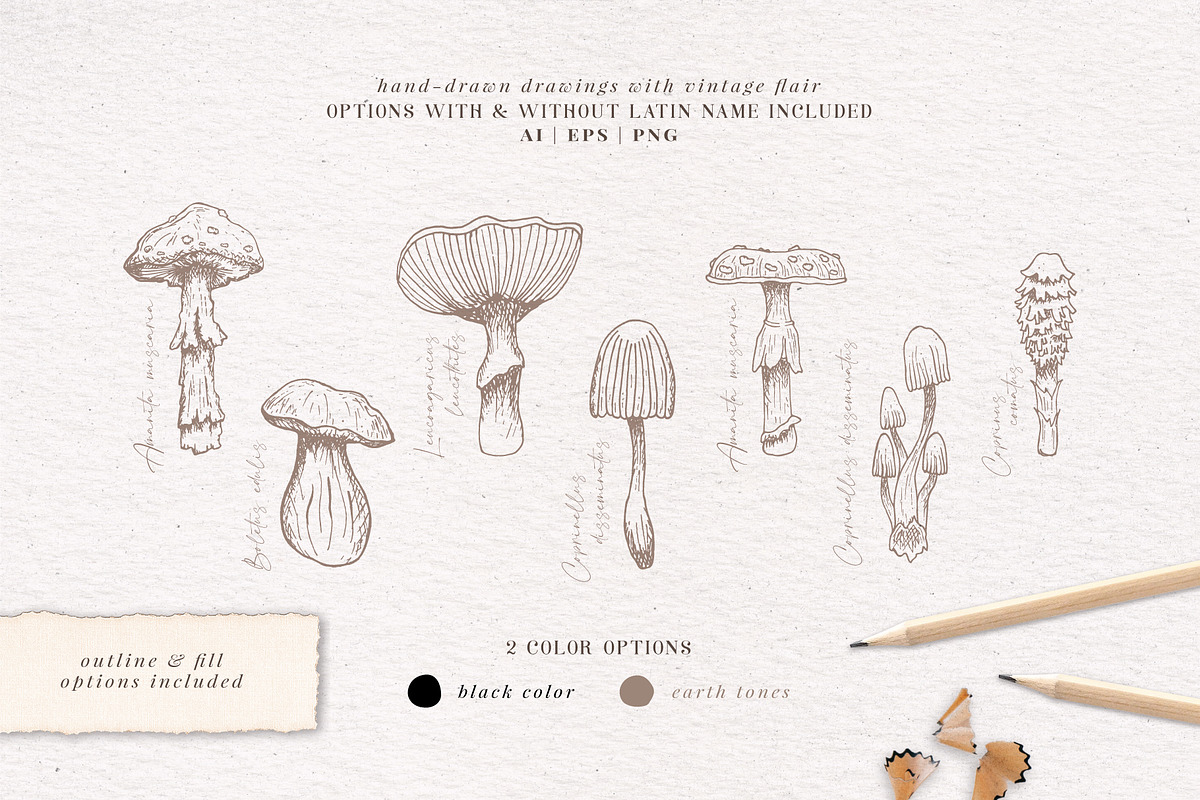 Sketchbook Mushrooms Vintage Art, a Decorative Illustration by Pigment Café (Photo 2 of 7)