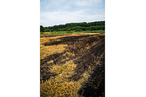Agricultural field with burnt, an Animal Photo by volodymyrshtun13795