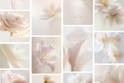 Ethereal Floral Backgrounds Bundle, an Abstract Photo by Allure Art (Thumbnail 10 of 26)