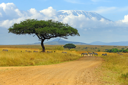 Beautiful landscape with Acacia tree in African savannah and zeb, a Nature Photo by Byrdyak