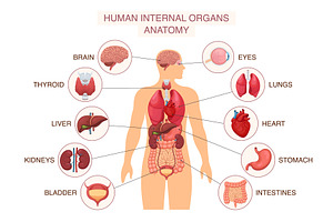 Human body internal organs, a Healthcare Illustration by Yayasya