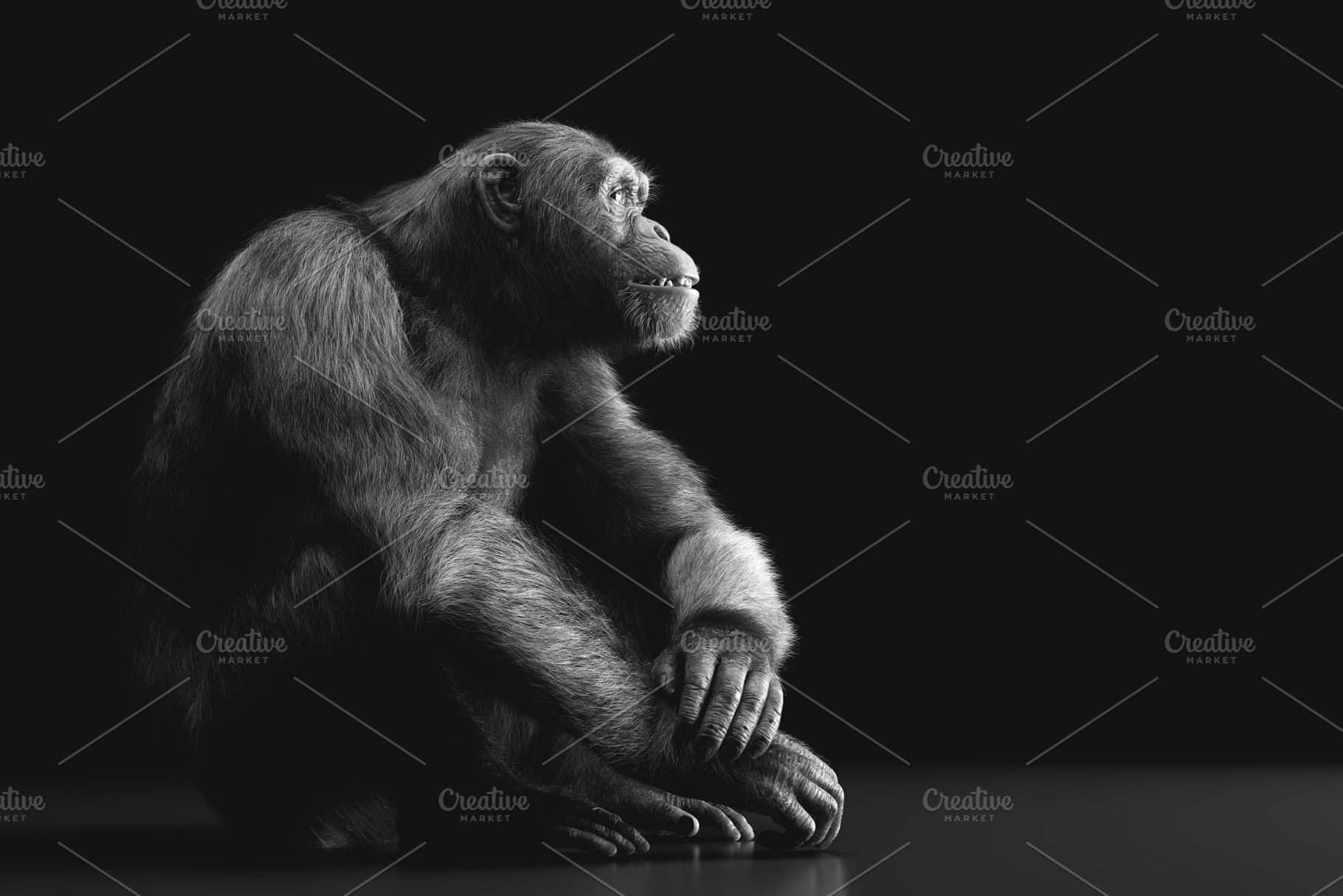 Chimpanzee monkey portrait on black, an Animal Photo by Photocreo Michal Bednarek
