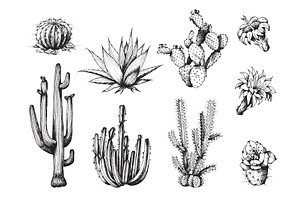 Cactus And Its Flowers Set