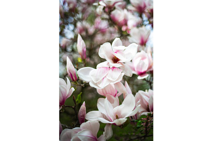 Pink Magnolia Tree with Blooming