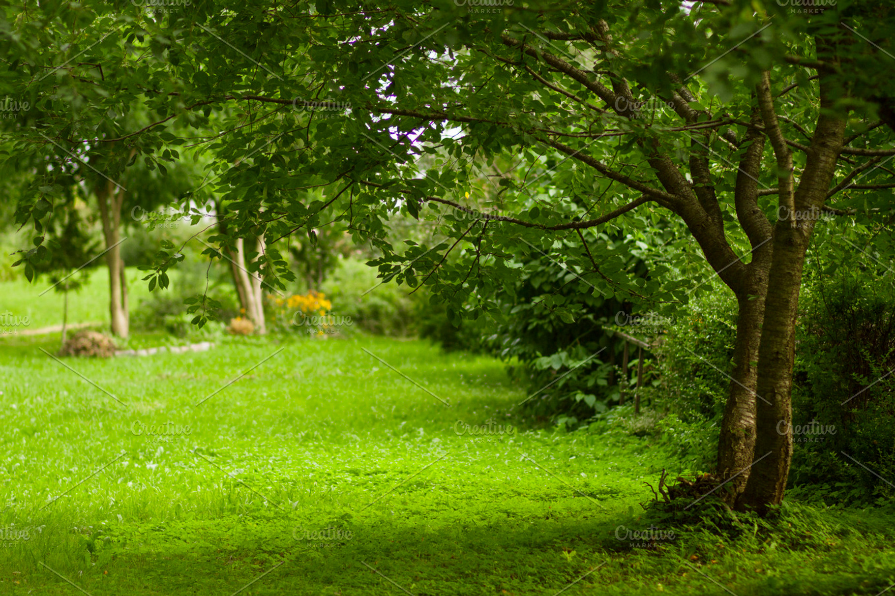 Green garden containing green, garden, and green leaves, a Nature Photo by BonVoyage