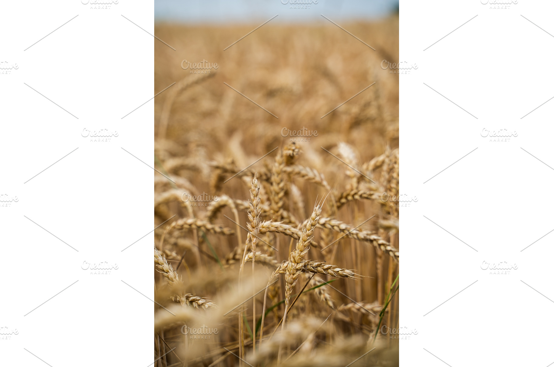 Golden wheat ears stand tall in a, a Nature Photo by volodymyrshtun13795