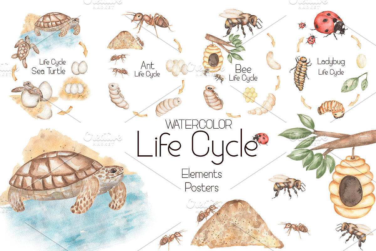 Watercolor Life Cycle Bundle, an Education Illustration by MayaNavits (Photo 5 of 22)