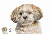 Portrait 0il Painting Action, an Action Add-On by MRI STUDIO (Thumbnail 11 of 11)