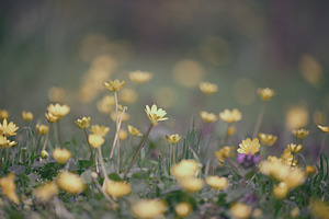 Close-up of small yellow wild flowers with soft focus symbolizin, a Nature Photo by ndanko