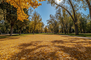 Vibrant yellow and orange leaves, a Photo by Pavel_design