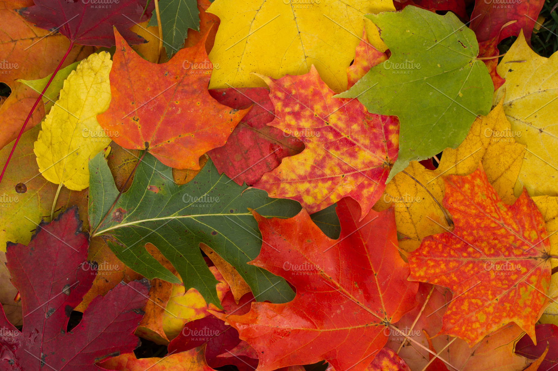 Kaleidoscope Of Fall Colors
