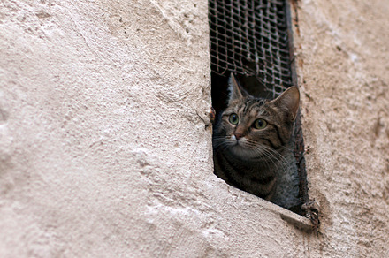 Curious cat iii stock photo, an Animal Photo by simonalimona