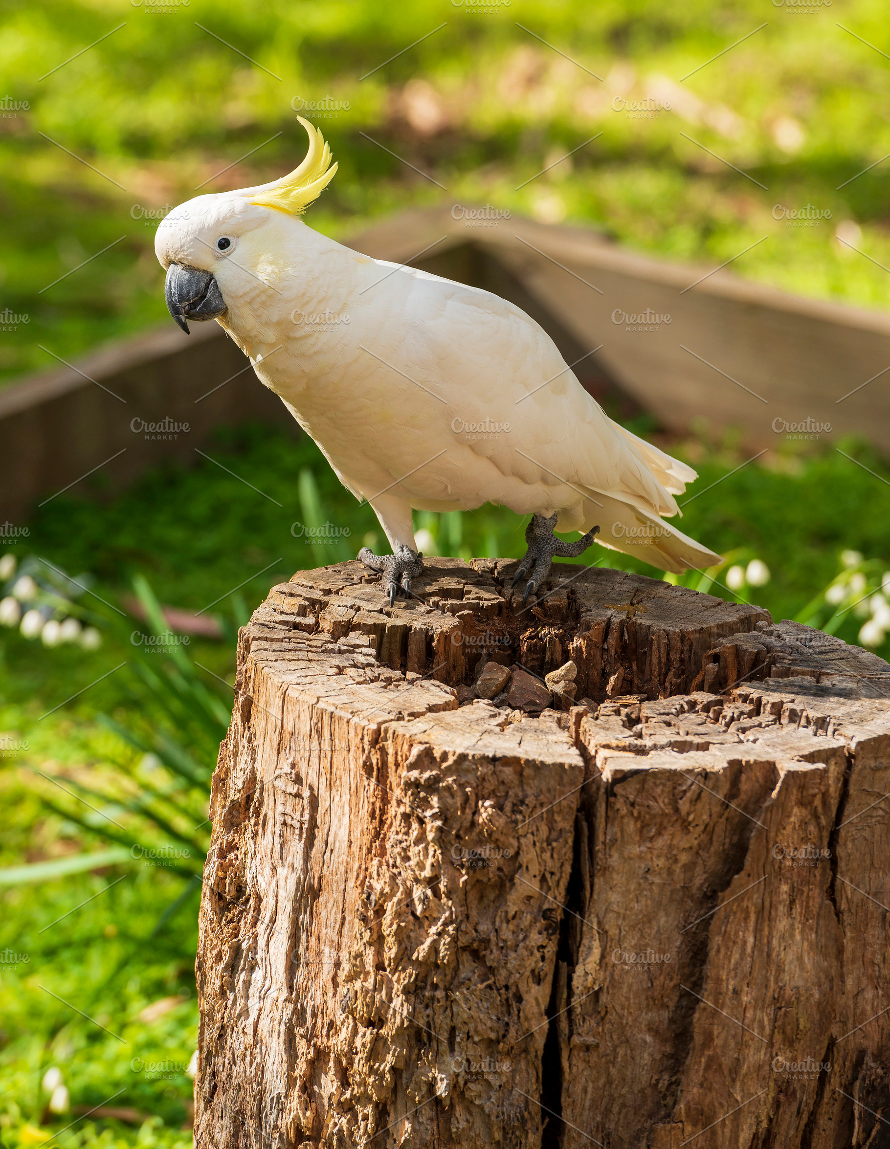Curious Cockatoo Bird, an Animal Photo by THP Creative