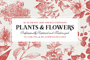 36 Plant & Flower Illustrations, an Illustration by Century Library (Thumbnail 1 of 7)