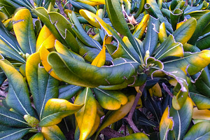 Tropical foliage close-up from top view, a Nature Photo by DanFLCreativo