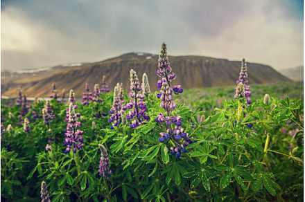 Blooming lupins in Iceland, a Nature Photo by Nature and travel