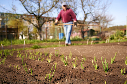 Onion seedlings igrowing in soil in spring, with a gardener in t, a Food & Drink Photo by Madeleine Steinbach