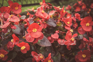 Flowers 1 stock photo containing flowers and nature